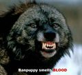 BWU Banpuppy blood.jpg