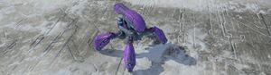 CF-HW Locust.jpg