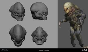 HINF-Skimmer exploration 05 (Daniel Chavez).jpg