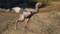 HINF-Poulet.png