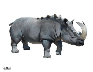 Ency2 Rhinok (David Heidhoff).jpg